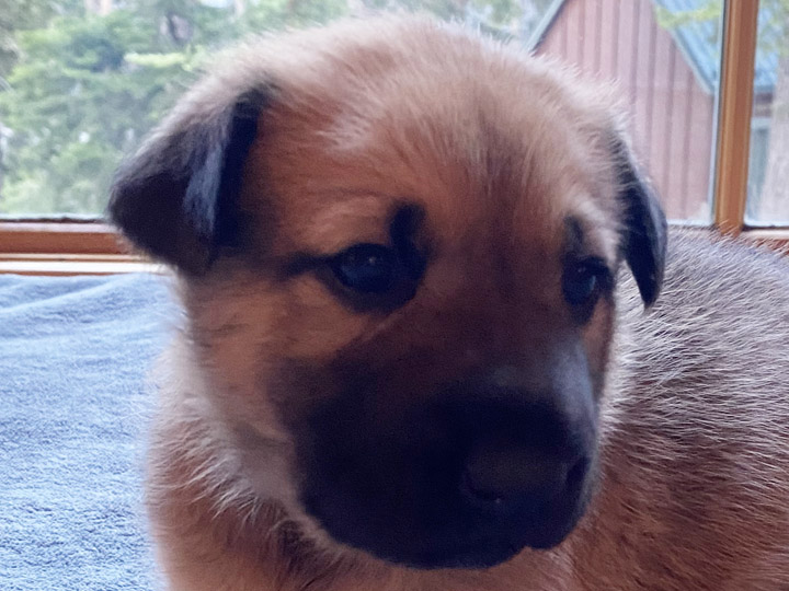 chinook puppy